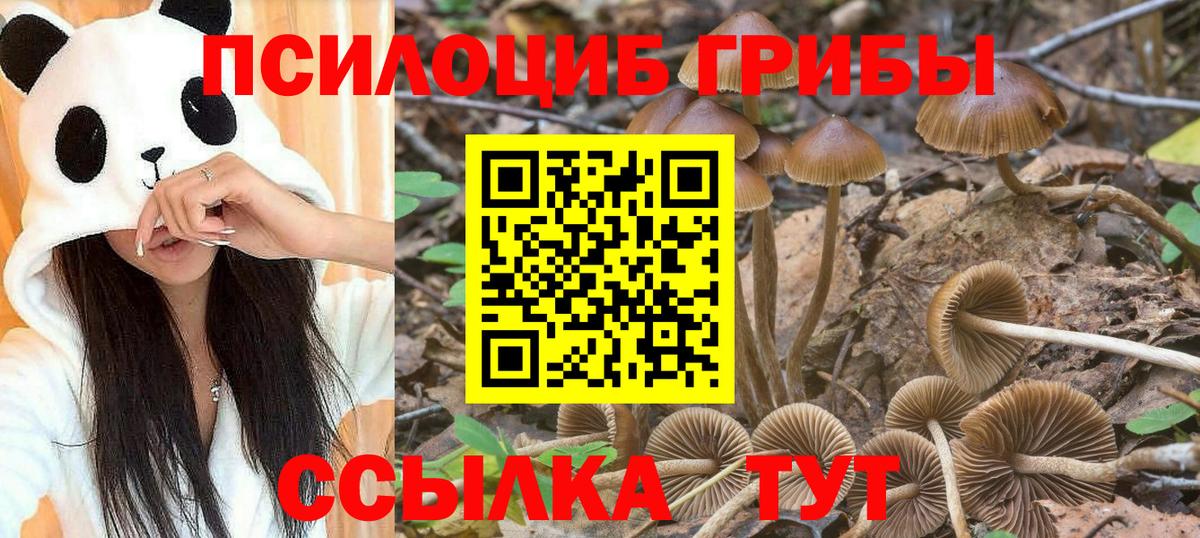 Карпинск  Галлюциногенные грибы прущие грибы  Вход с VPN  Галлюциногенные грибы Psilocybine cubensis 